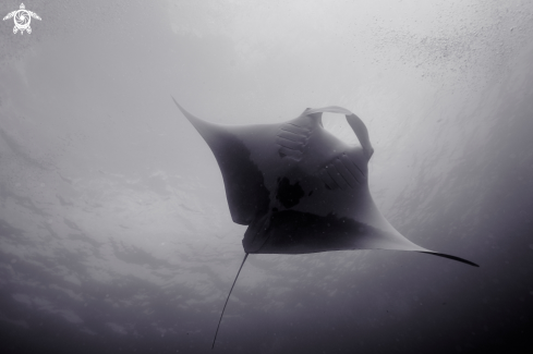 A Manta Ray