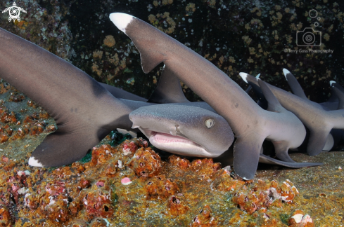 A whitetip reef shark