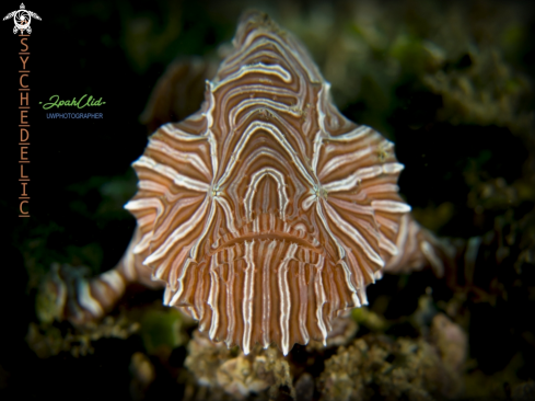 A Psychedelic frogfish