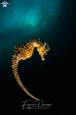A Hyppocampus guttulatus | Cavalluccio marino