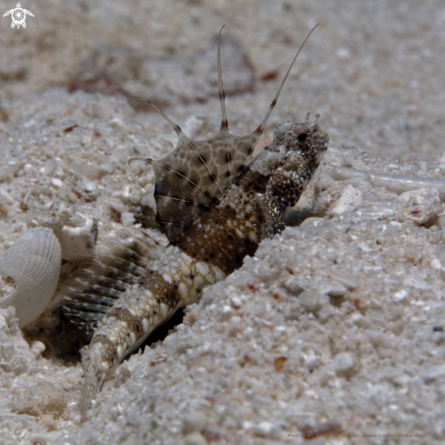 A Tomiyamichthys sp | Dragon Gobi