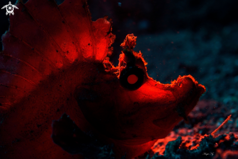 A Paddle - Flap Scorpionfish