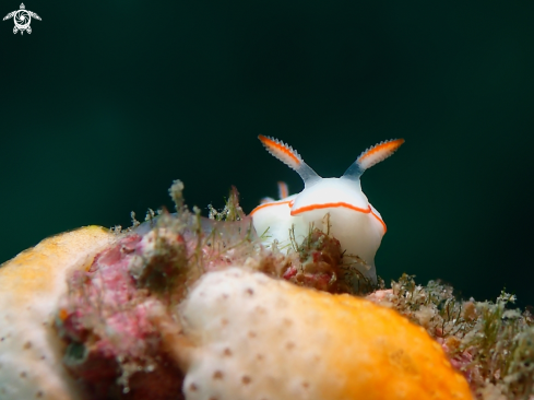 A Thorunna furtiva | Nudibranch