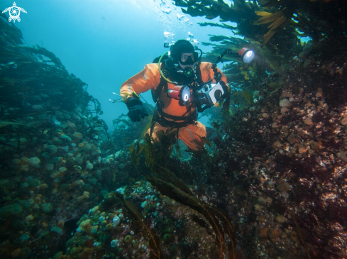 A Kelp Forest