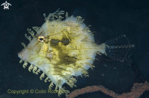 A reef fish