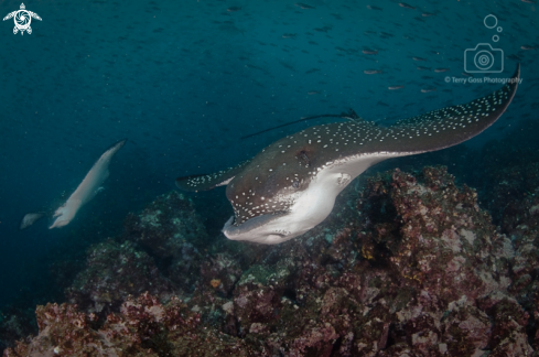 A spotted eagle ray