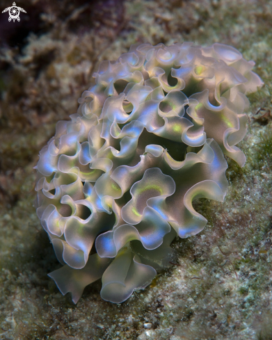 A Tridachia crispata | Lettuce Sea Slug