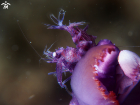 A horned sea pen shrimp