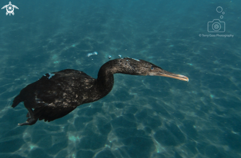 A Phalacrocorax harrisi | flightless cormorant/Galapagos cormorant