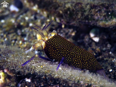 A Gnatophyllum elegans | Camaron