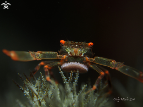 A Black coral crab