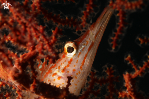 A Longnose hawkfish