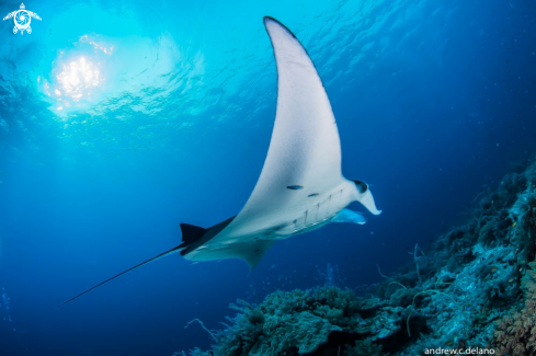 A Manta Ray