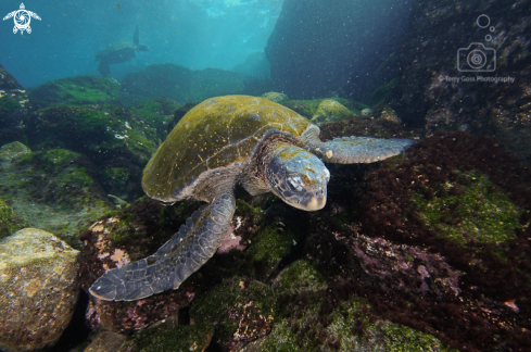 A green sea turtle