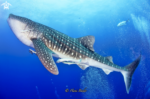 A whale shark