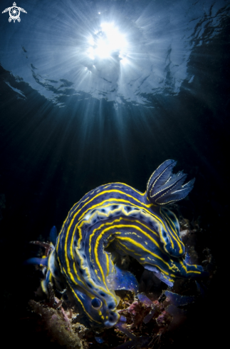 A Pajamas Nudibranchs
