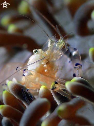 A Peacock-tail anemone shrimp