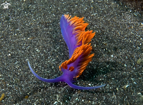 A Spanish shawl nudibranch