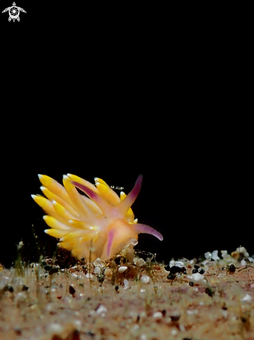 A Nudibranch baby