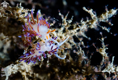 A Cratena Peregrina