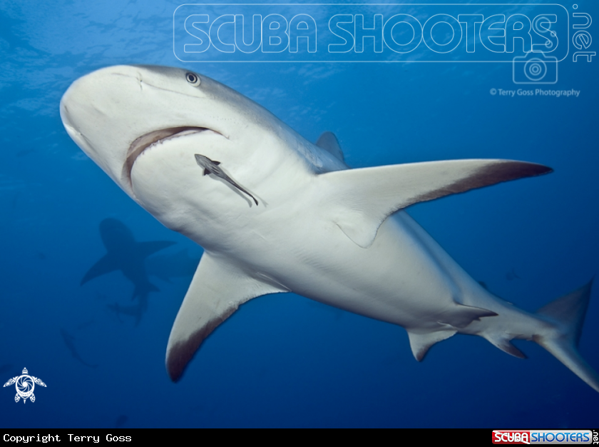 A Caribbean reef shark