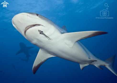 A Caribbean reef shark