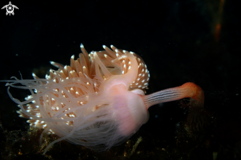 A Facelina bostoniensis