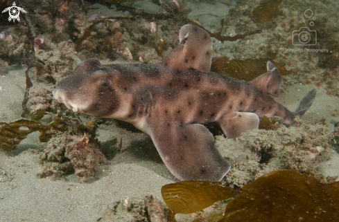 A Heterodontus francisci | horn shark