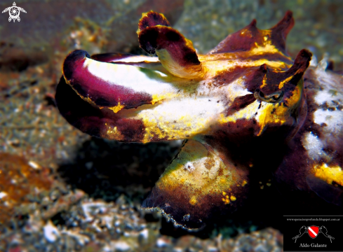 A Metasepia Pfefferi | Flamboyant Cuttlefish