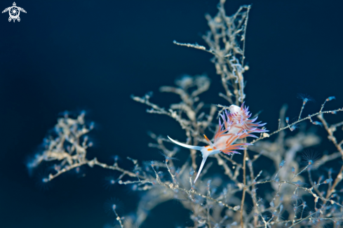 A Nudibranch