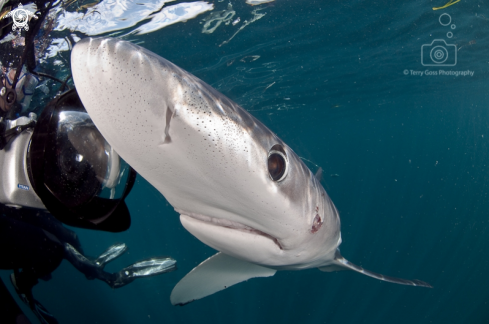 A blue shark