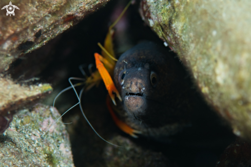 A Morray eel & shrimp