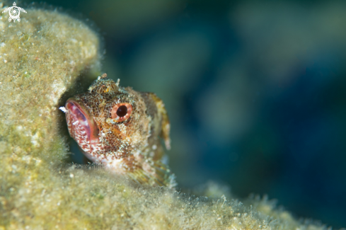 A Scorpaena  | Scorpion fish