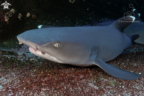 A Triaenodon obesus | whitetip reef shark