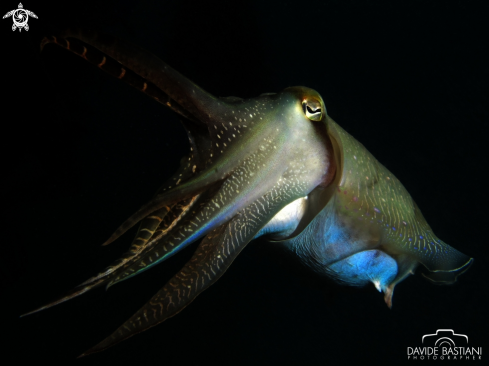 A Giant Cuttlefish