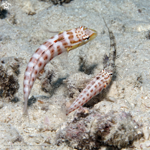 A Lyre-tail Grubfish, Parapercis schauinslandii | Grubfish hunting Gobi