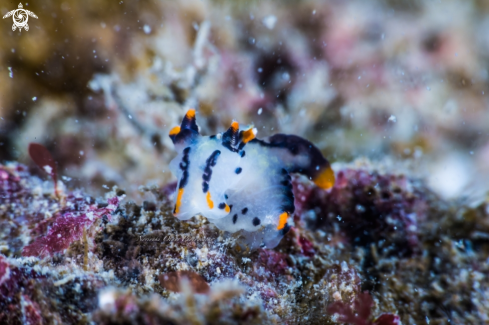 A Thecacera picta Baba, 1972 | Nudibranch