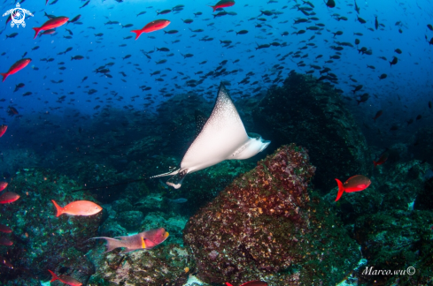 A Eagle ray