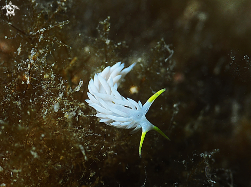 A Dicata Odhneri | nudibranch