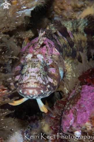 A Bull Klipfish