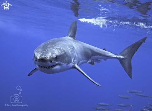 A Carcharodon carcharias | white shark