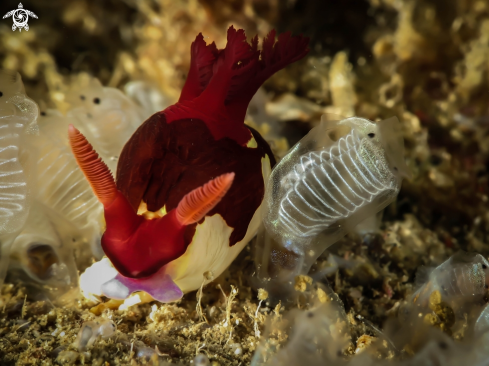 A Nembrotha Nudibranch