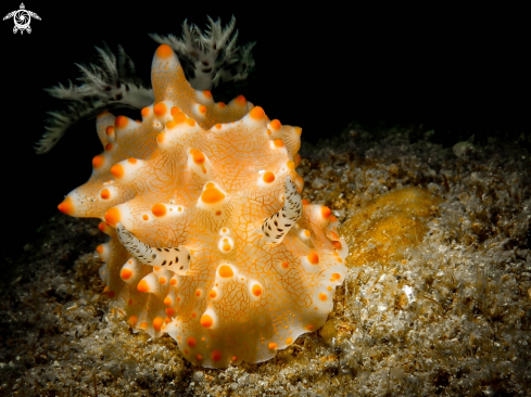 A Nudibranch