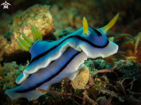 A Nudibranch