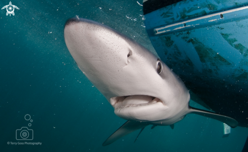 A blue shark