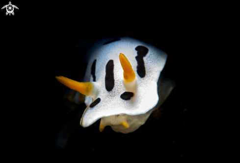 A Chromodori Villani | Nudibranch Cromodori