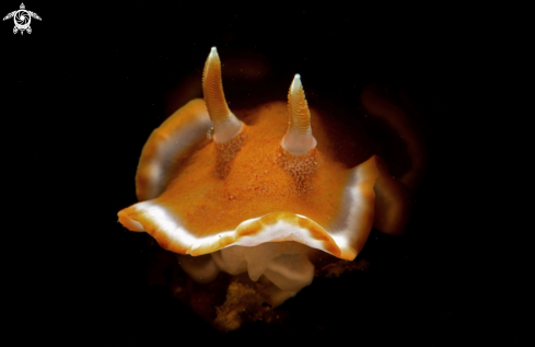 A Glossodhoridhae | Nudibranch Cromodoridhae