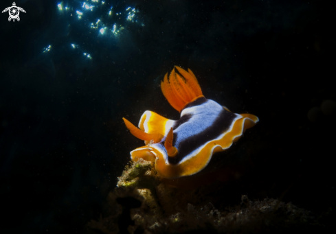 A Chromodoris annae | Cromodoridae nudibranche