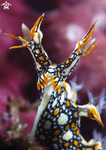 A Bornella Anguilla | Bornella