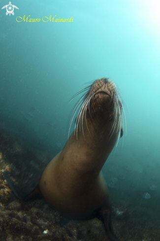 A Sealion